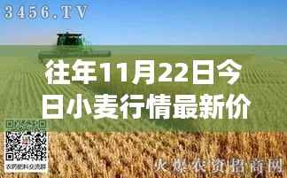 11月22日小麦行情深度解析，最新价格与市场影响力回顾