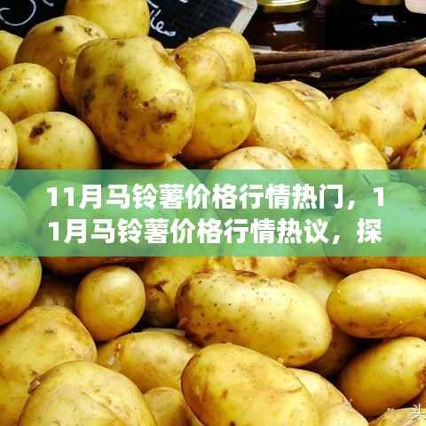 探析市场波动与各方观点，揭秘十一月马铃薯价格行情热议背后的故事