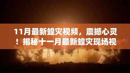 震撼心灵!揭秘十一月最新蝗灾现场实录视频