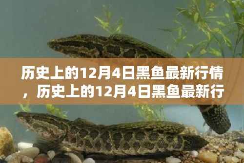 历史上的12月4日黑鱼行情深度解析,特性、体验、竞品对比与用户群体分析