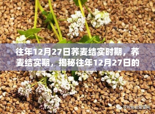 揭秘荞麦结实期,往年12月27日的奥秘探索