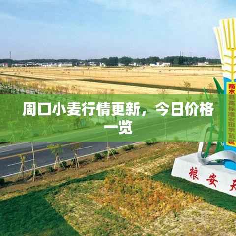 周口小麦行情更新,今日价格一览