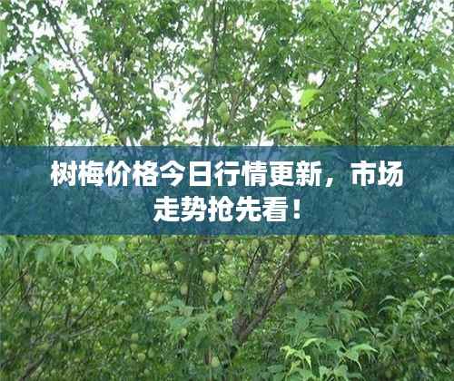 树梅价格今日行情更新,市场走势抢先看!