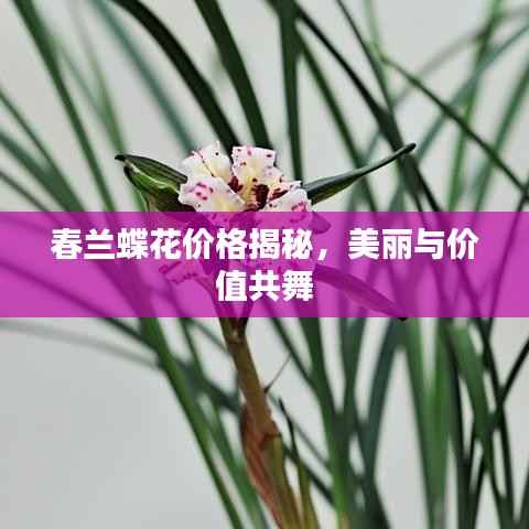 春兰蝶花价格揭秘,美丽与价值共舞