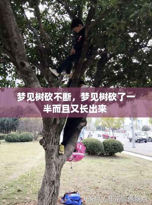 梦见树砍不断,梦见树砍了一半而且又长出来