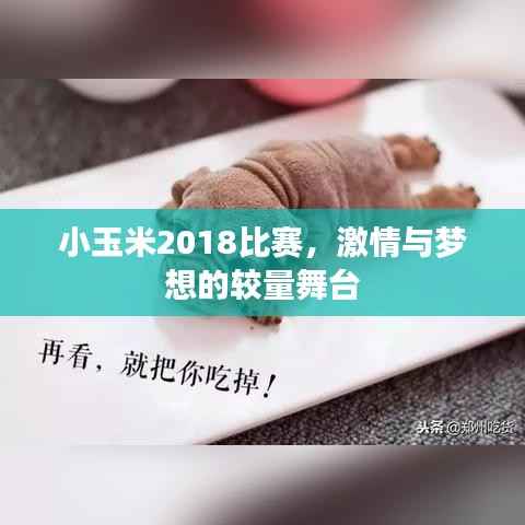小玉米2018比赛,激情与梦想的较量舞台