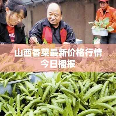 山西香菜最新价格行情今日播报
