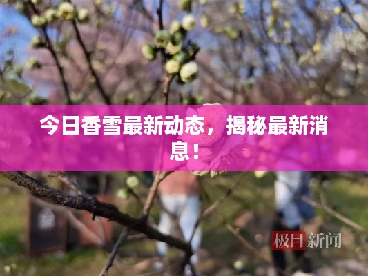 今日香雪最新动态,揭秘最新消息!